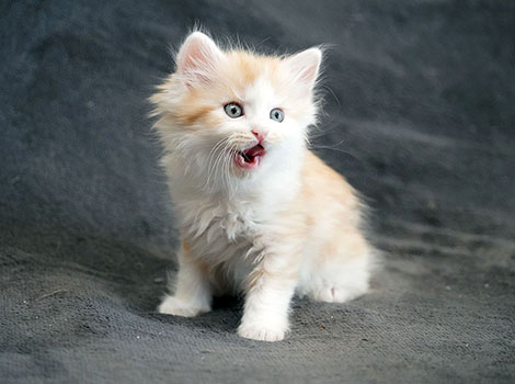 Sundance am 19.06.2025